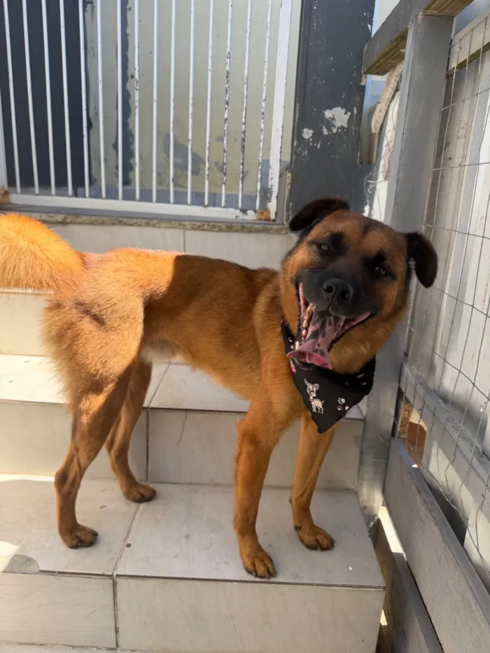 Cachorro raça SRD-ViraLata idade 2 anos nome Pedrinho 