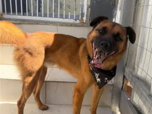 Cachorro raça SRD-ViraLata idade 2 anos nome Pedrinho 