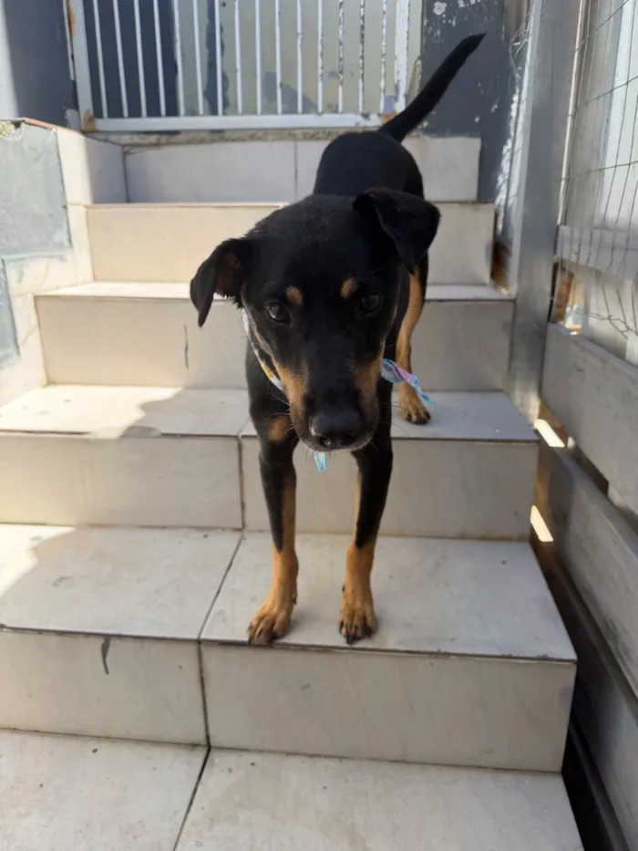 Cachorro raça SRD-ViraLata idade 6 ou mais anos nome Zico