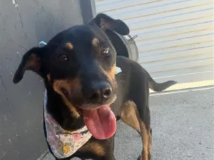 Cachorro raça SRD-ViraLata idade 6 ou mais anos nome Zico