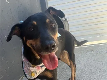 Cachorro raça SRD-ViraLata idade 6 ou mais anos nome Zico