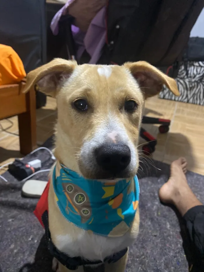 Cachorro raça SRD-ViraLata idade 1 ano nome Fofinho