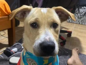 Cachorro raça SRD-ViraLata idade 1 ano nome Fofinho