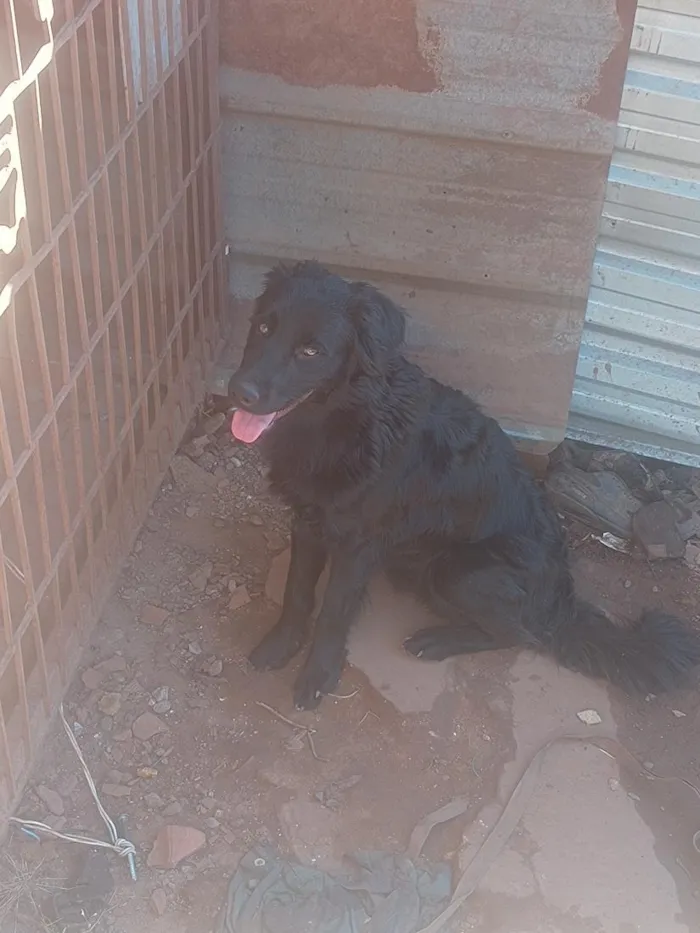 Cachorro raça SRD-ViraLata idade 1 ano nome Lucky 