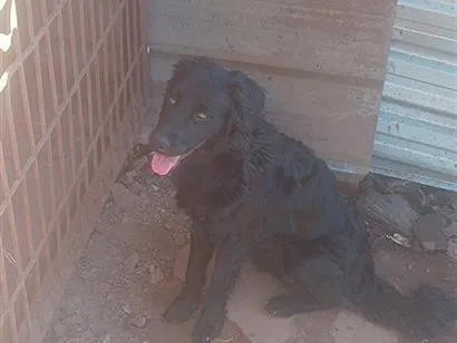 Cachorro raça SRD-ViraLata idade 1 ano nome Lucky 