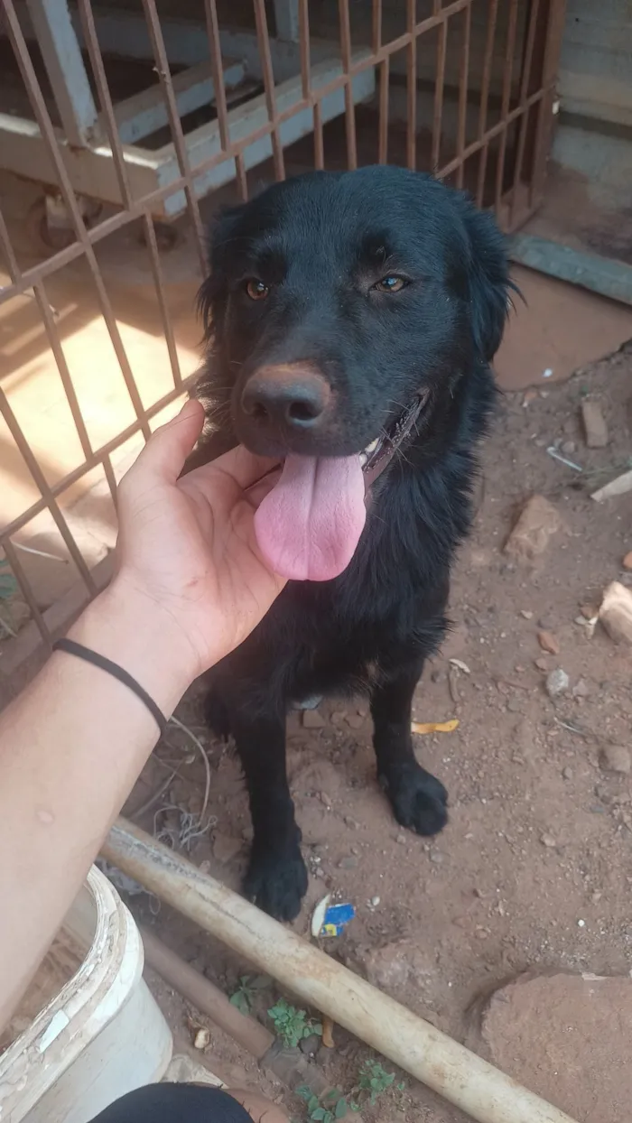 Cachorro raça SRD-ViraLata idade 1 ano nome Lucky 