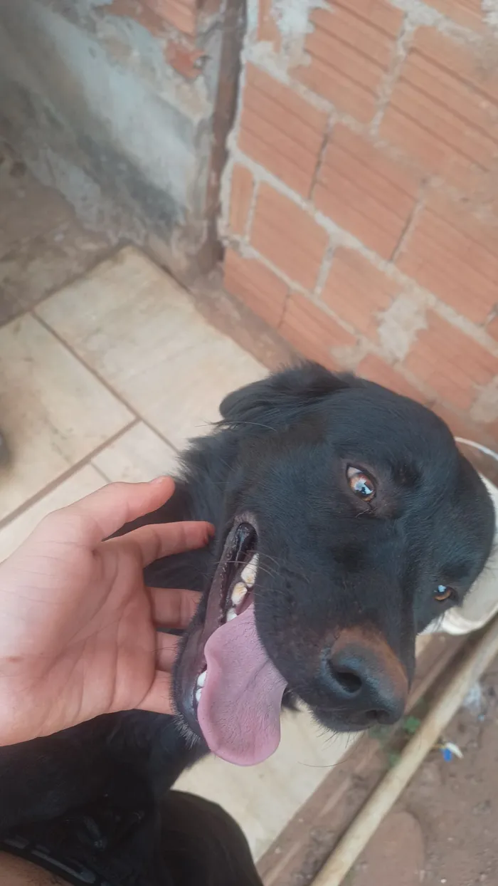 Cachorro raça SRD-ViraLata idade 1 ano nome Lucky 