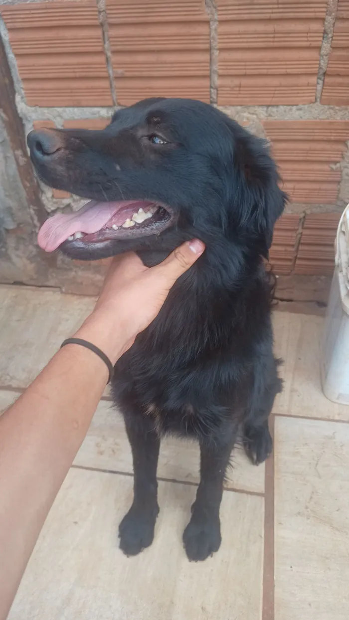 Cachorro raça SRD-ViraLata idade 1 ano nome Lucky 