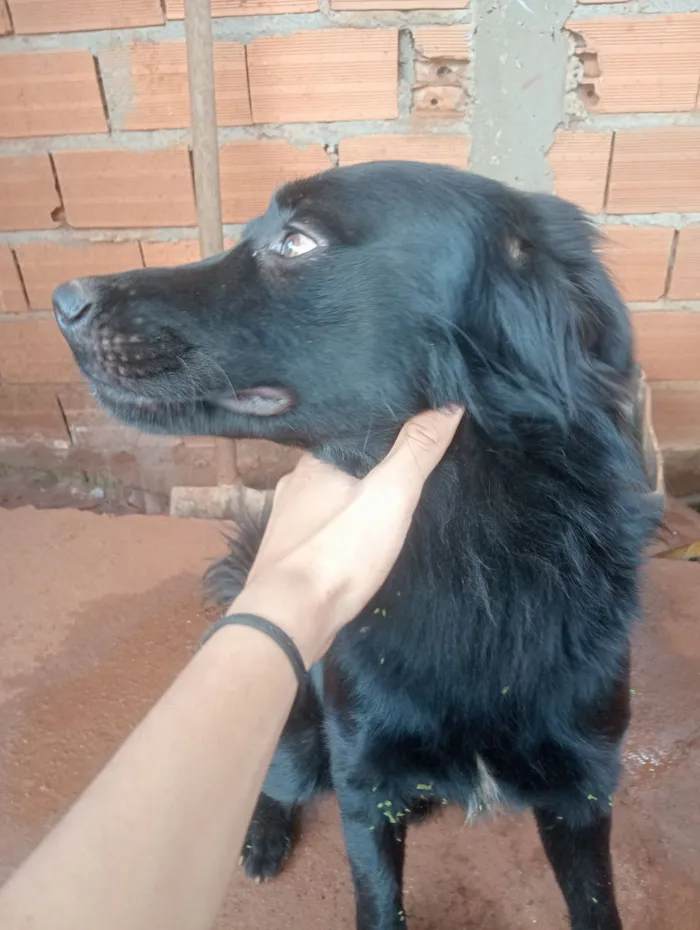 Cachorro raça SRD-ViraLata idade 1 ano nome Lucky 