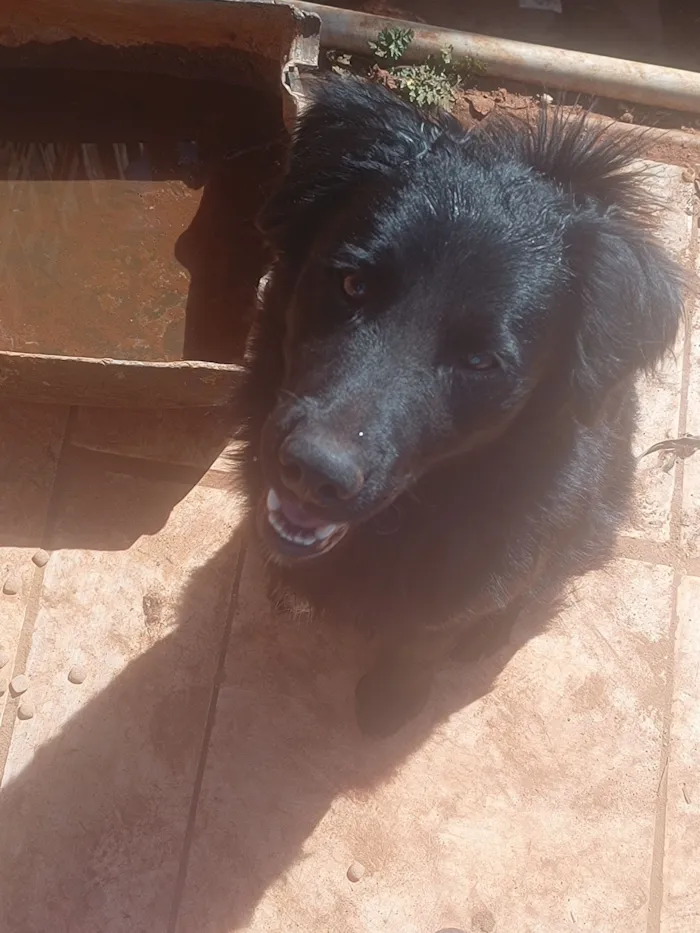 Cachorro raça SRD-ViraLata idade 1 ano nome Lucky 