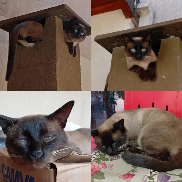 Gato raça Siamês idade 3 anos nome Joãozinho