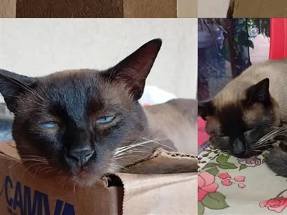 Gato raça Siamês idade 3 anos nome Joãozinho