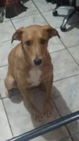 Bisteca