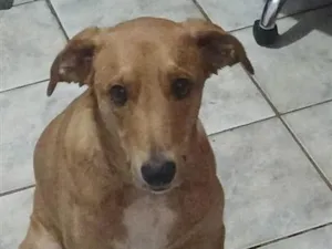 Cachorro raça SRD-ViraLata idade 2 anos nome Bisteca