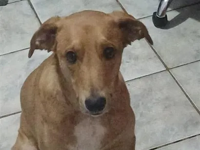 Cachorro raça SRD-ViraLata idade 2 anos nome Bisteca