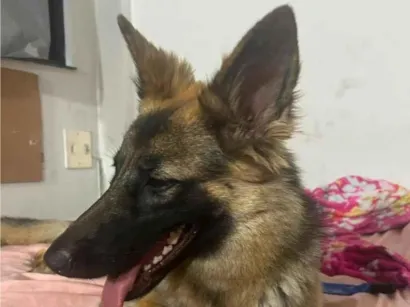 Cachorro raça Pastor Alemão idade 1 ano nome Athena