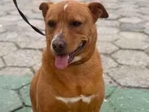 Cachorro raça SRD-ViraLata idade 4 anos nome Kiki