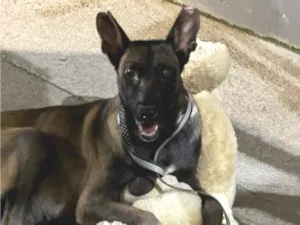 Cachorro raça SRD-ViraLata idade 4 anos nome Maria