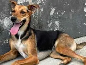 Cachorro raça SRD-ViraLata idade 2 anos nome Paquita