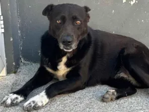 Cachorro raça SRD-ViraLata idade 2 anos nome Princesa 