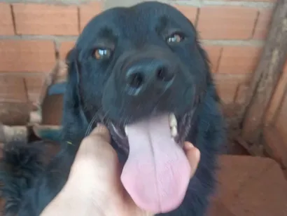 Cachorro raça SRD-ViraLata idade 1 ano nome Lucky 