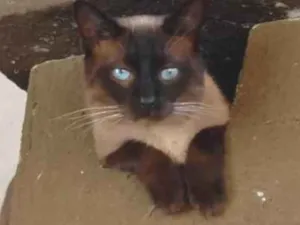Gato raça Siamês idade 3 anos nome Joãozinho