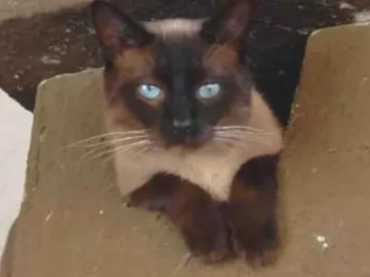 Gato raça Siamês idade 3 anos nome Joãozinho