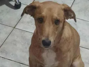 Cachorro raça SRD-ViraLata idade 2 anos nome Bisteca