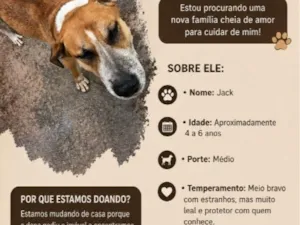 Cachorro raça SRD-ViraLata idade 3 anos nome Jack