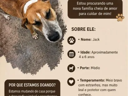 Cachorro raça SRD-ViraLata idade 3 anos nome Jack