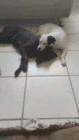 Pretão e Branquinha 