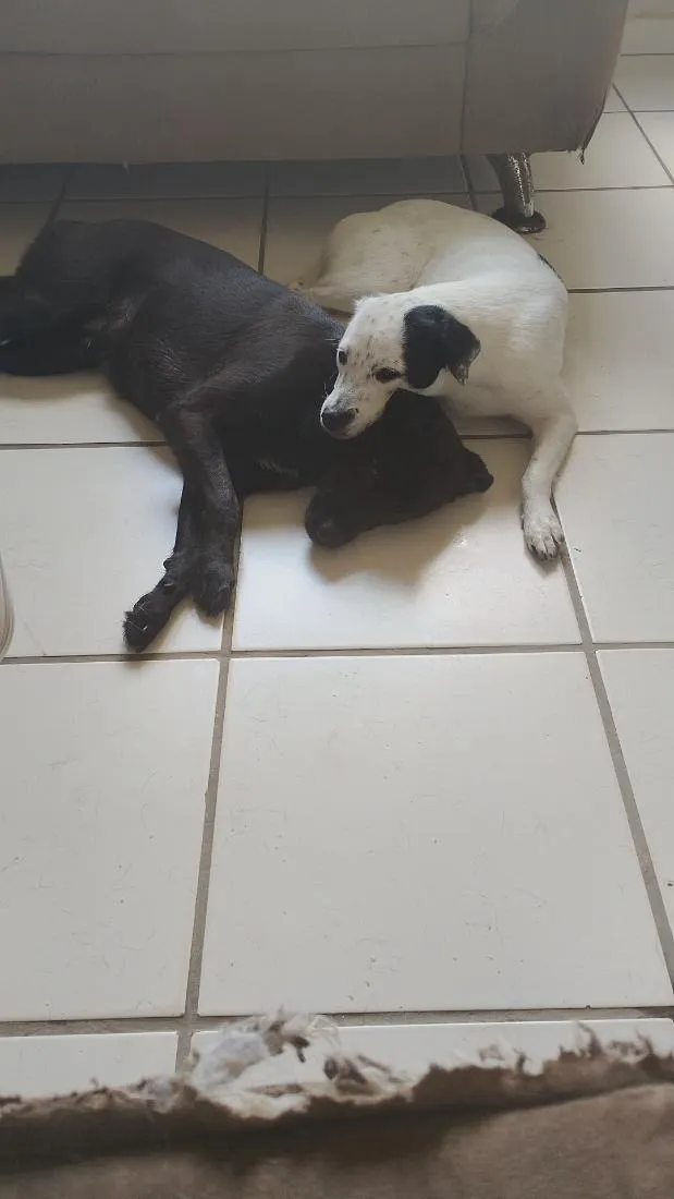 Cachorro raça SRD-ViraLata idade 1 ano nome Pretão e Branquinha 