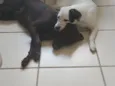 Pretão e Branquinha 
