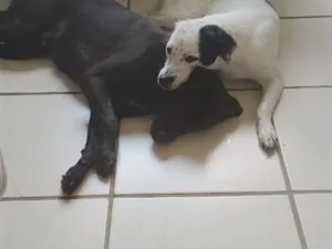 Cachorro raça SRD-ViraLata idade 1 ano nome Pretão e Branquinha 