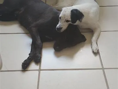 Cachorro raça SRD-ViraLata idade 1 ano nome Pretão e Branquinha 