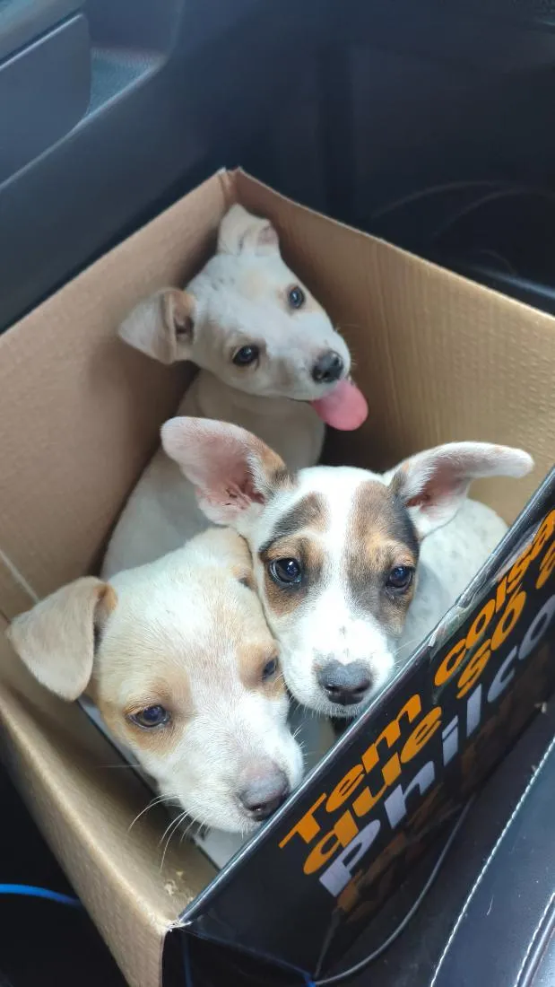 Cachorro raça SRD-ViraLata idade Abaixo de 2 meses nome ainda não tem 
