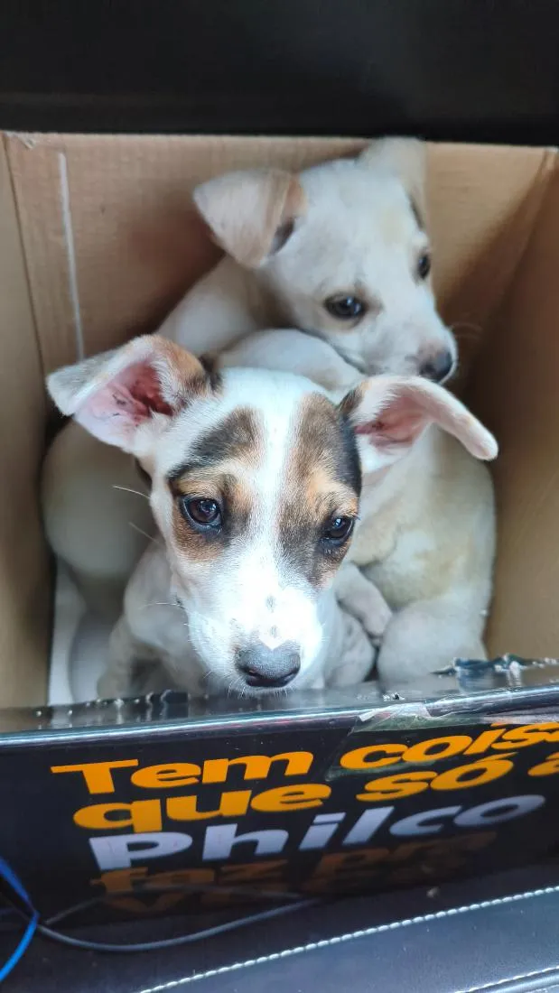 Cachorro raça SRD-ViraLata idade Abaixo de 2 meses nome ainda não tem 