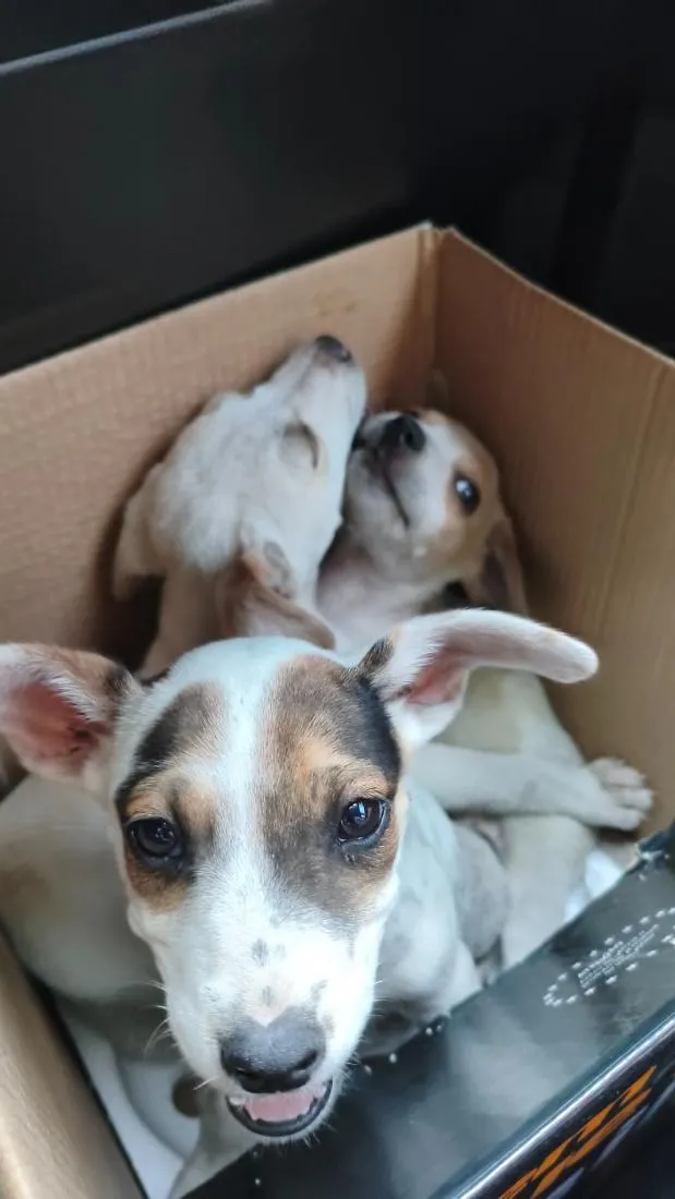 Cachorro raça SRD-ViraLata idade Abaixo de 2 meses nome ainda não tem 