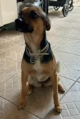 Suzi
