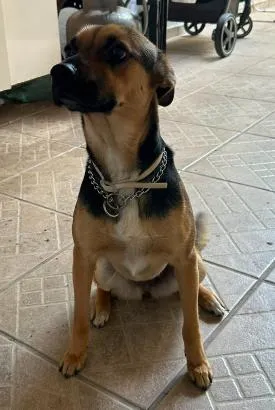 Cachorro raça SRD-ViraLata idade 2 anos nome Suzi