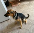 Suzi