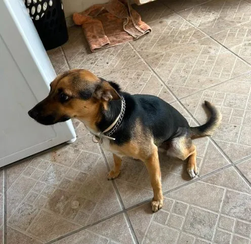 Cachorro raça SRD-ViraLata idade 2 anos nome Suzi