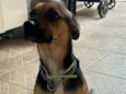 Suzi