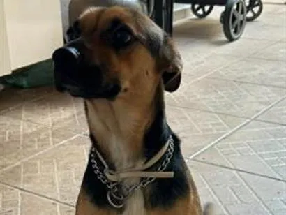 Cachorro raça SRD-ViraLata idade 2 anos nome Suzi