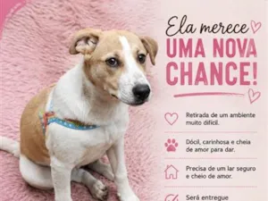Cachorro raça SRD-ViraLata idade 7 a 11 meses nome Menina