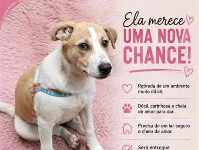 Cachorro raça SRD-ViraLata idade 7 a 11 meses nome Menina