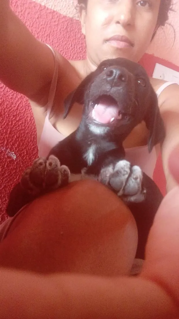 Cachorro raça SRD-ViraLata idade 2 a 6 meses nome Fred, luna