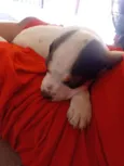 Fred, luna