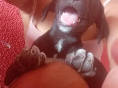 Cachorro raça SRD-ViraLata idade 2 a 6 meses nome Fred, luna