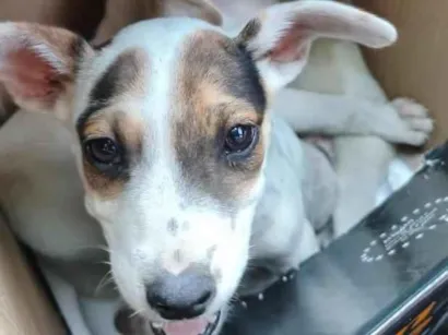 Cachorro raça SRD-ViraLata idade Abaixo de 2 meses nome ainda não tem 